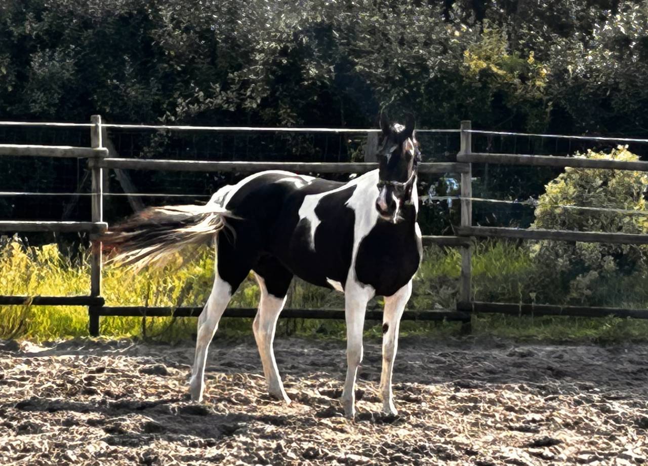 Mare Azteca For sale 2017 Paint
