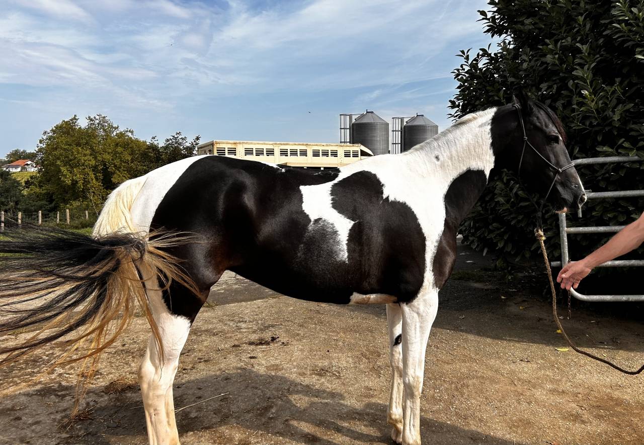 Mare Azteca For sale 2017 Paint