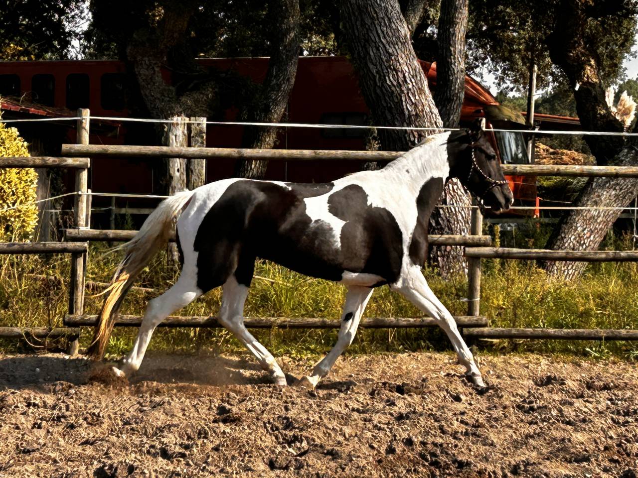 Mare Azteca For sale 2017 Paint