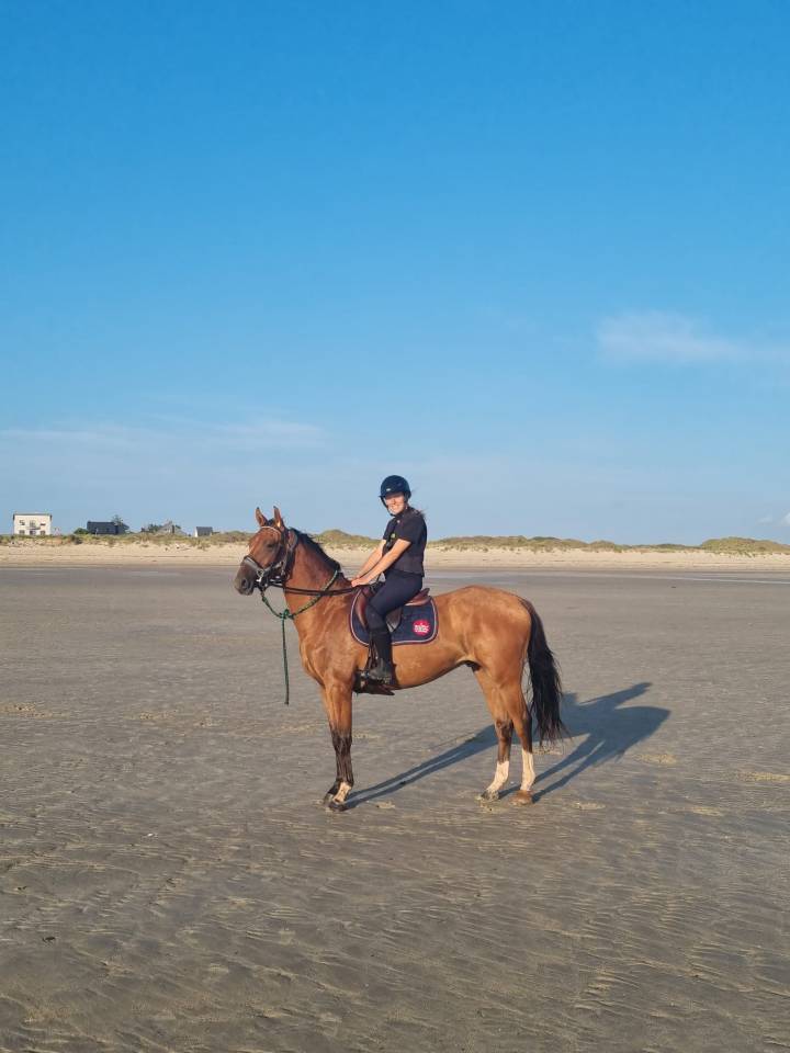 Gelding Selle Fran&ccedil;ais For sale 2022 Bay