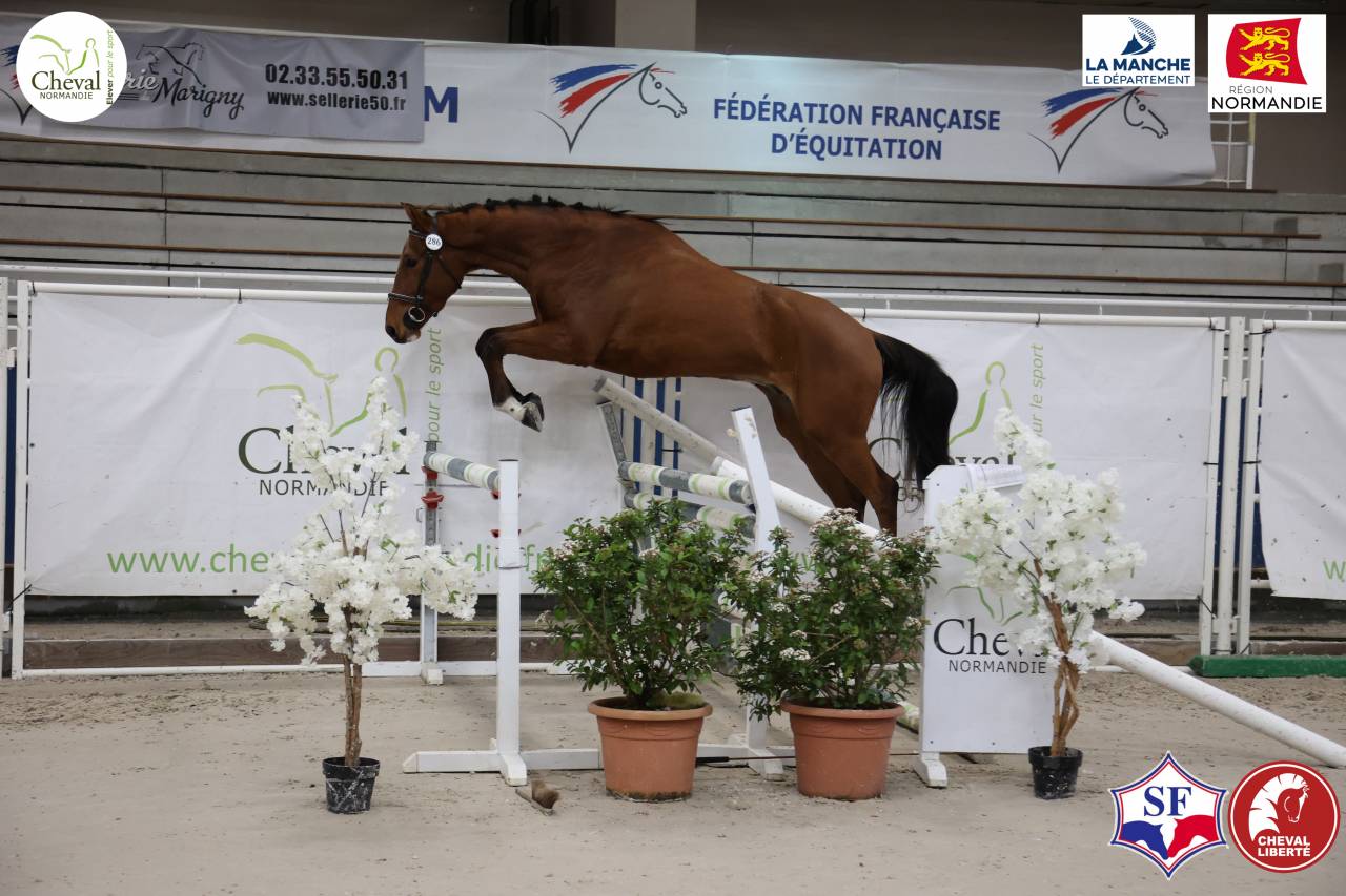 Gelding Selle Fran&ccedil;ais For sale 2022 Bay