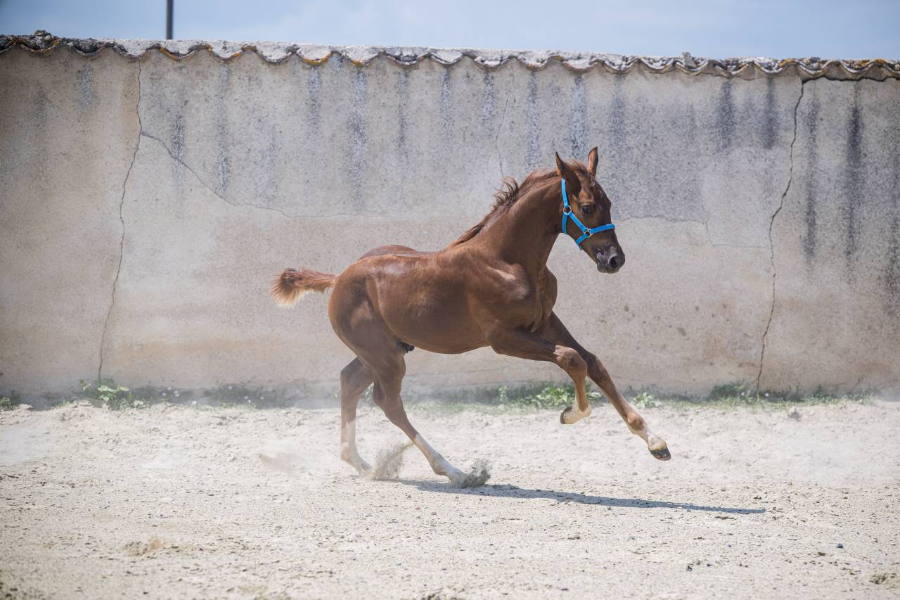 Colt Selle Fran&ccedil;ais For sale 2026 Liver chestnut