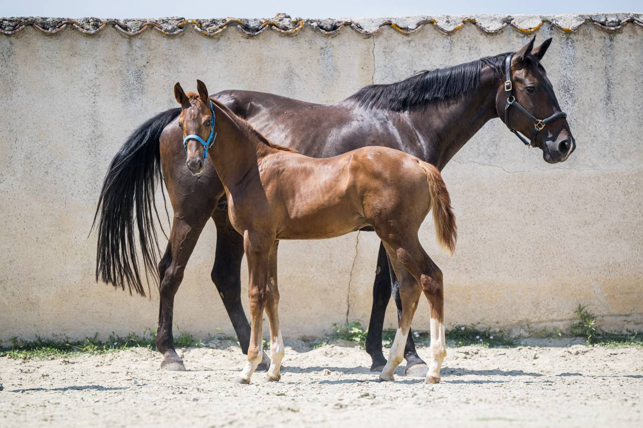 Colt Selle Fran&ccedil;ais For sale 2026 Liver chestnut