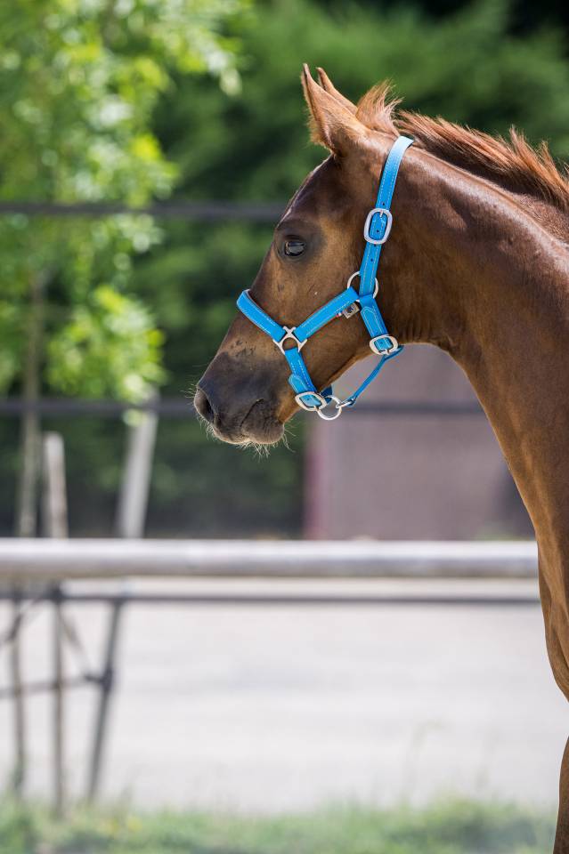 Colt Selle Fran&ccedil;ais For sale 2026 Liver chestnut