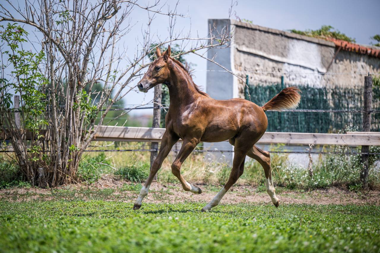 Colt Selle Fran&ccedil;ais For sale 2026 Liver chestnut
