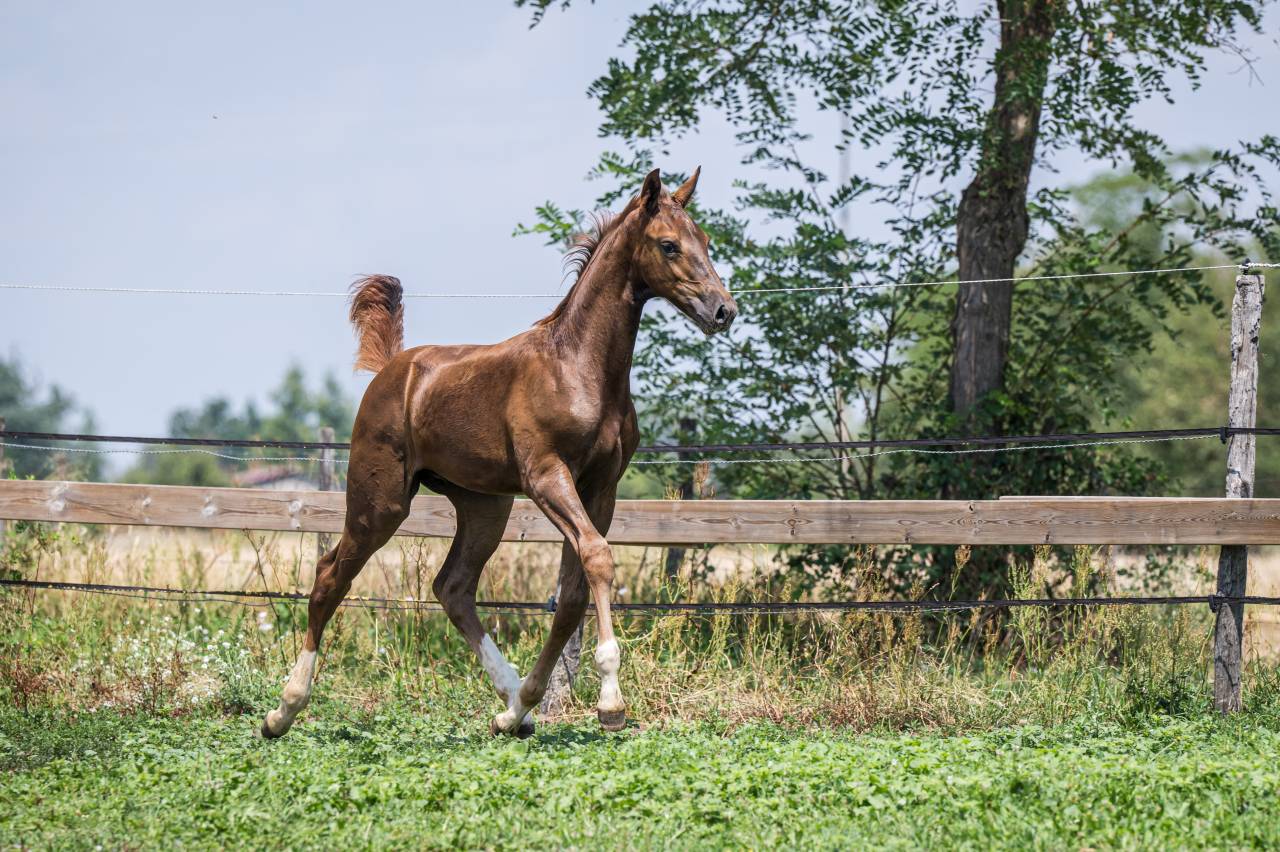 Colt Selle Fran&ccedil;ais For sale 2026 Liver chestnut