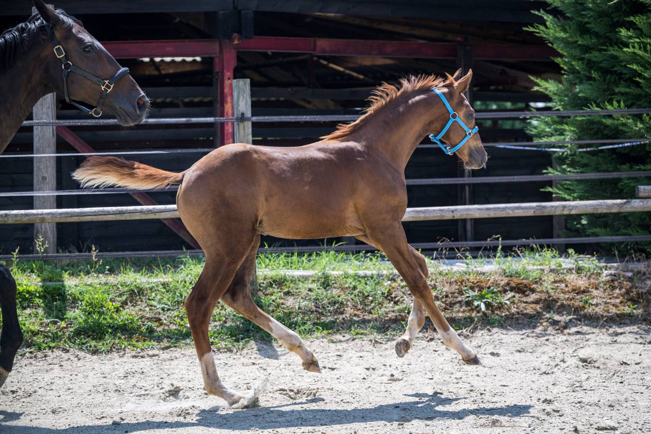 Colt Selle Fran&ccedil;ais For sale 2026 Liver chestnut