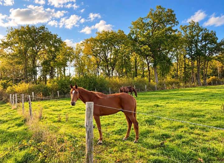 Equestrian property  Calvados