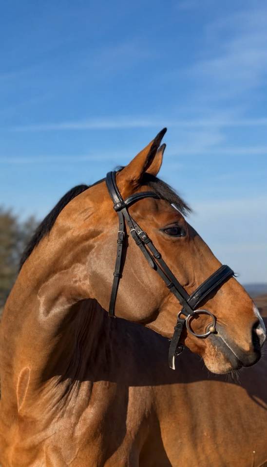 Mare BWP Belgian Warmblood For sale 2020 Bay