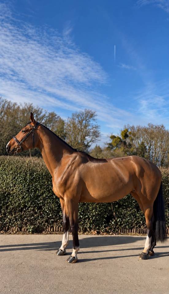 Mare BWP Belgian Warmblood For sale 2020 Bay