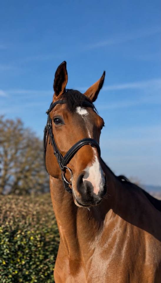 Mare BWP Belgian Warmblood For sale 2020 Bay