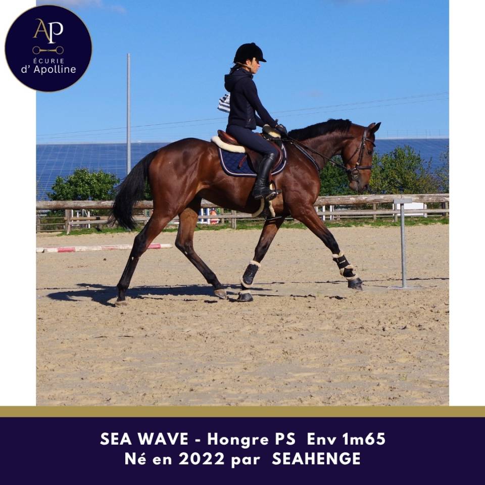 Gelding Thoroughbred For sale 2022 Bay