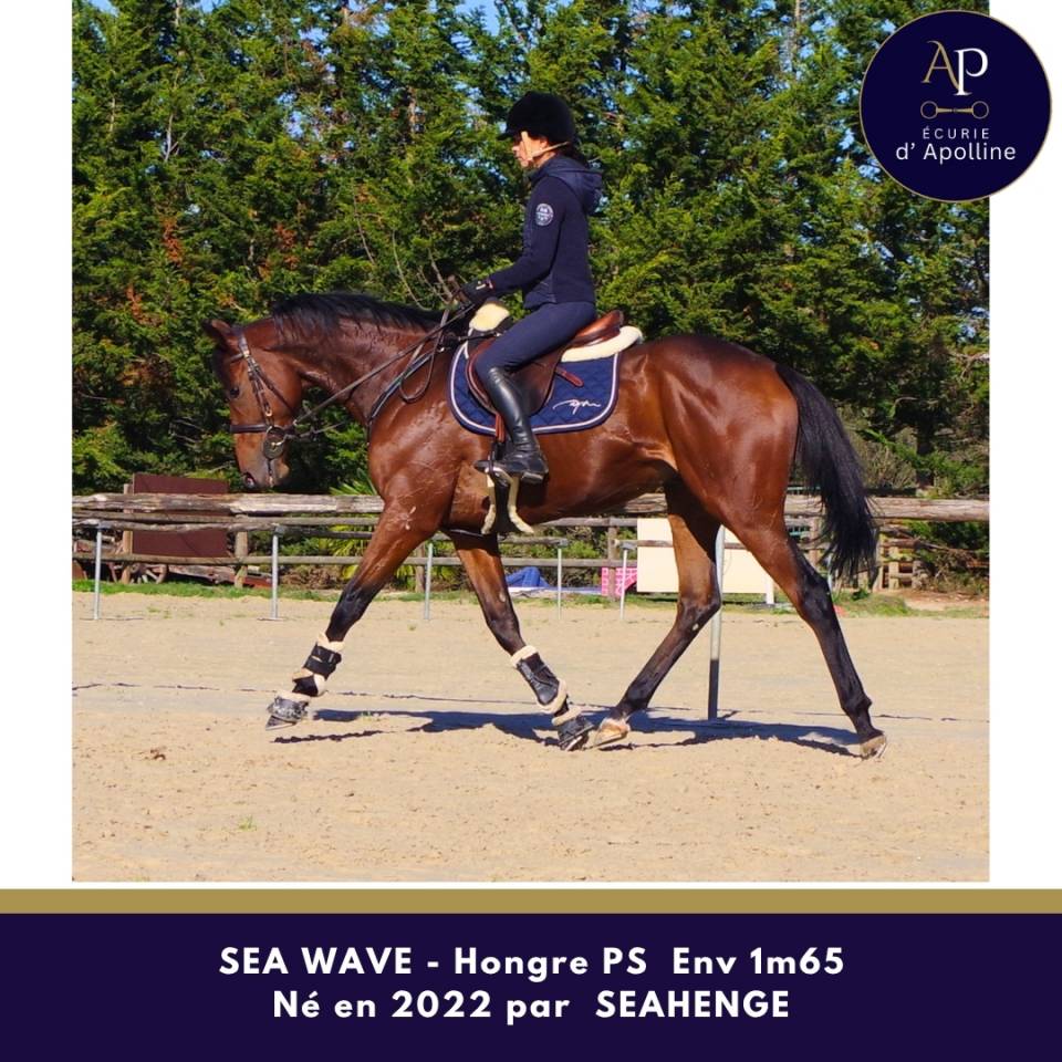 Gelding Thoroughbred For sale 2022 Bay