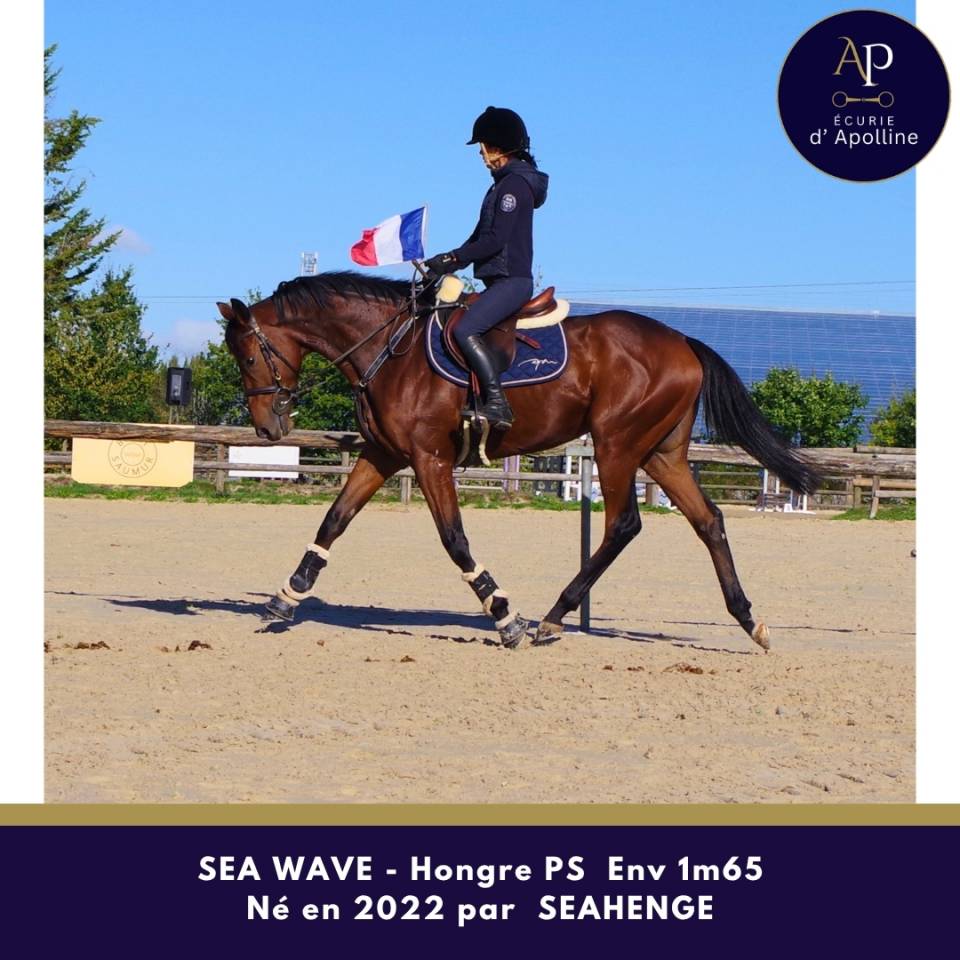 Gelding Thoroughbred For sale 2022 Bay