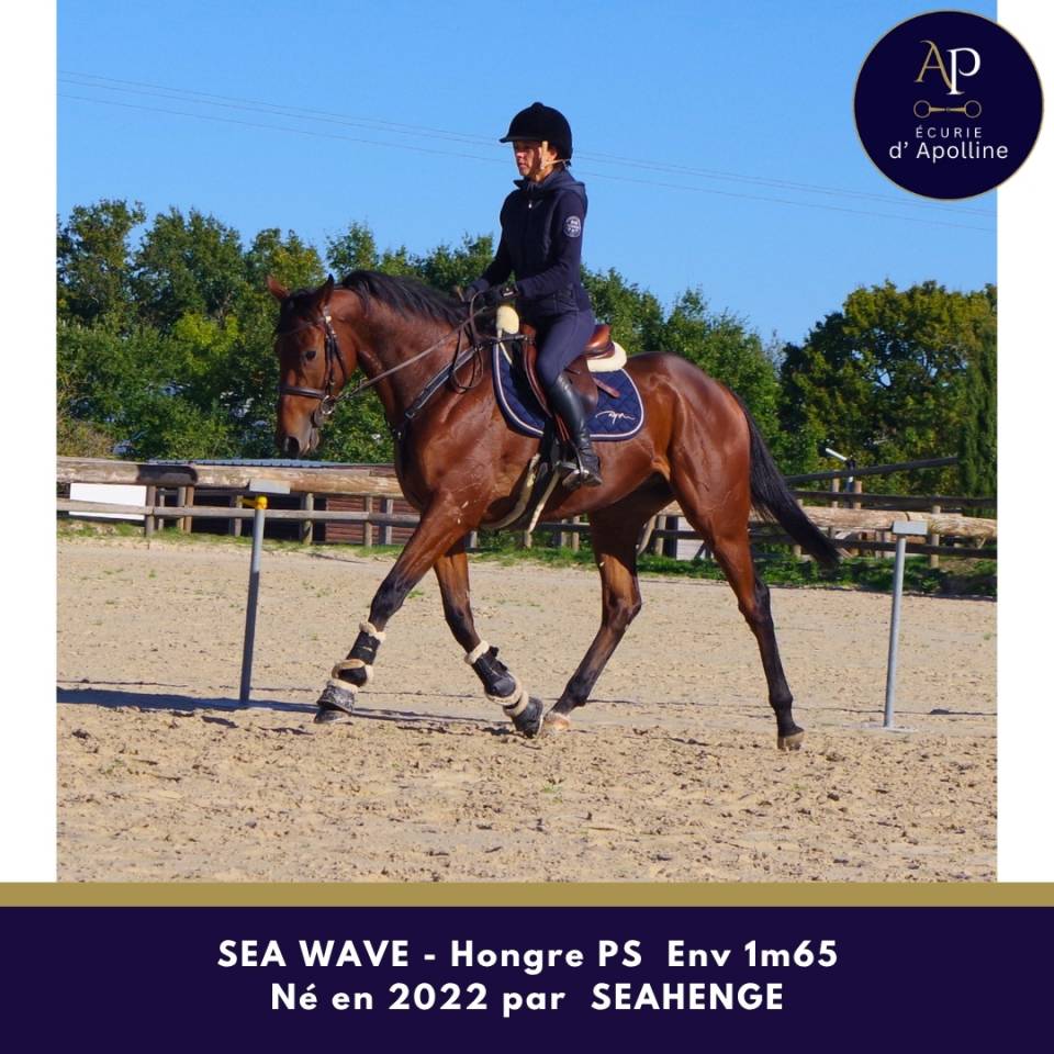 Gelding Thoroughbred For sale 2022 Bay