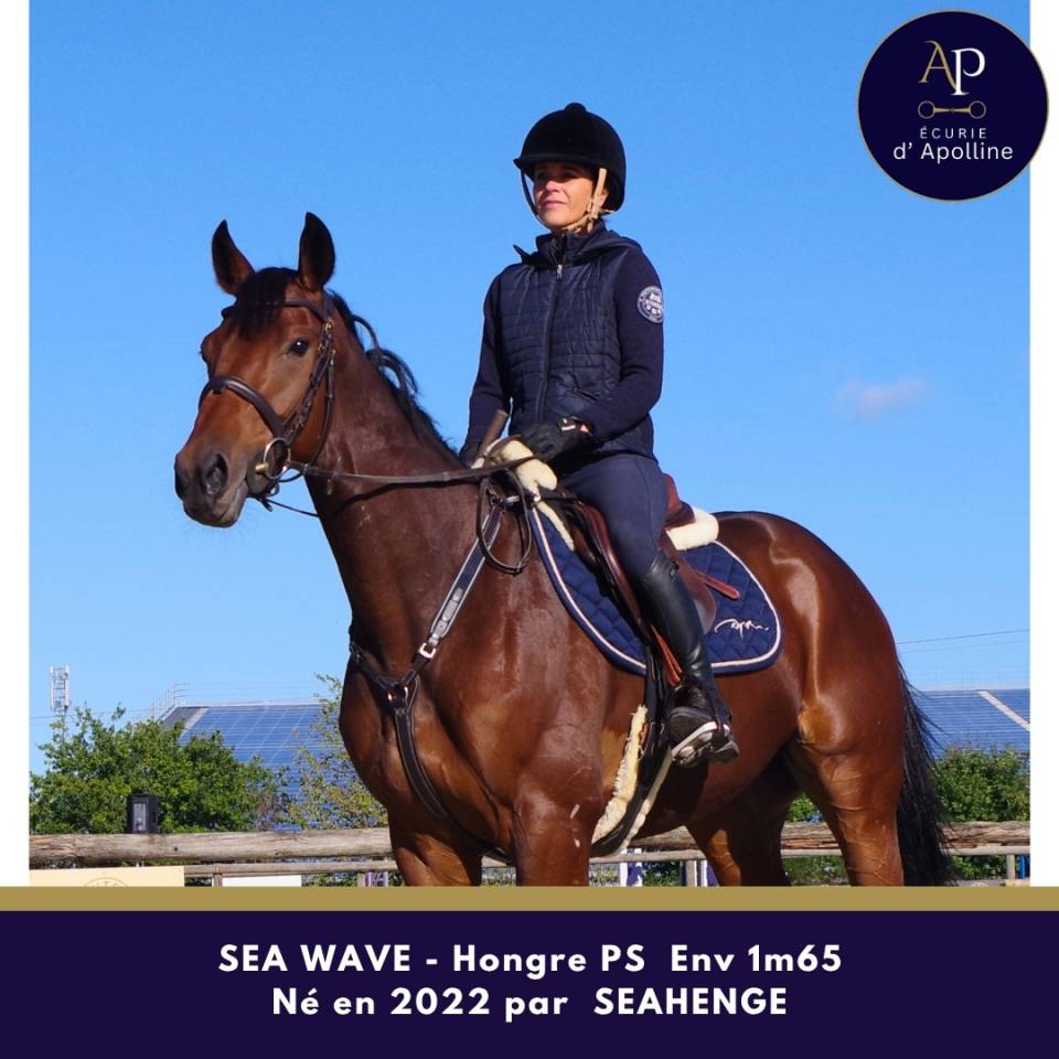 Gelding Thoroughbred For sale 2022 Bay