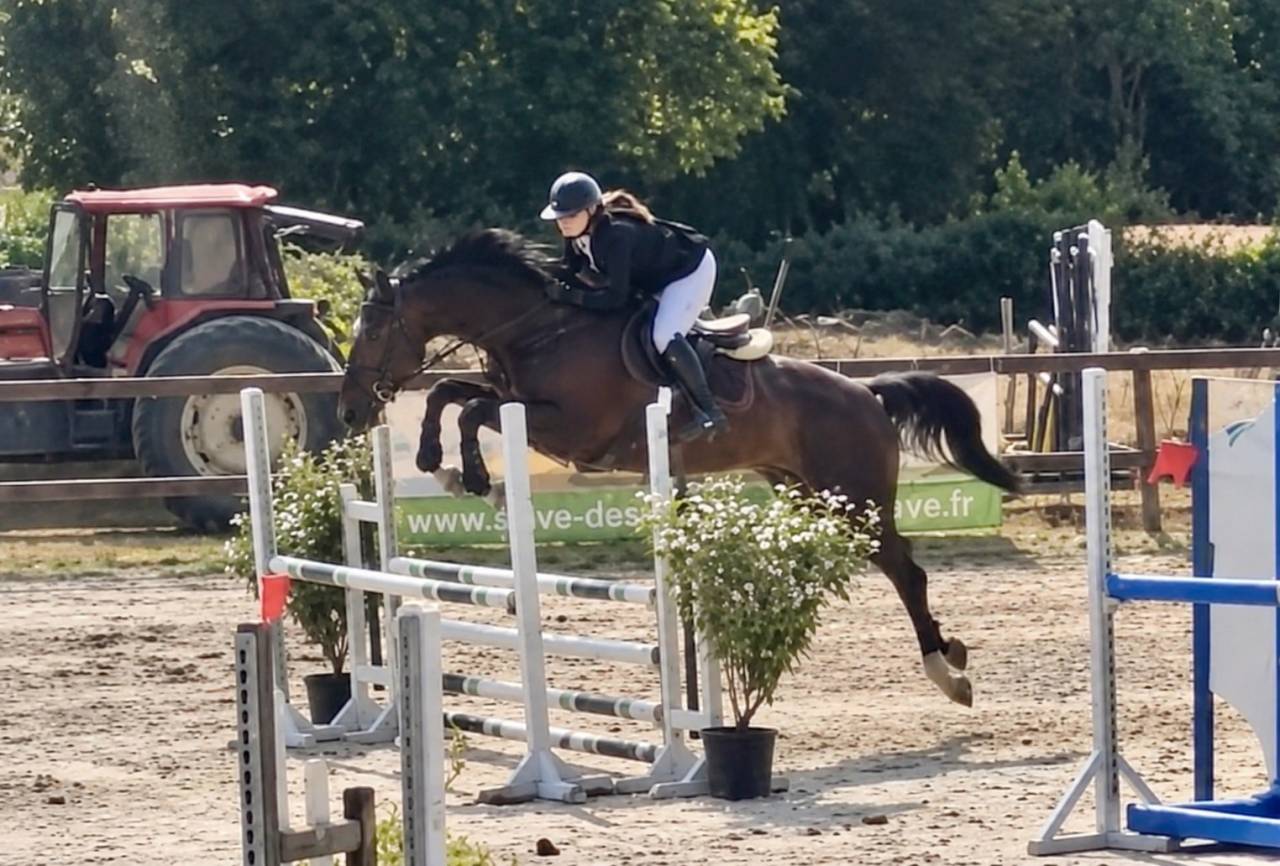 Mare sBs Belgian Warmblood For sale 2018 Black