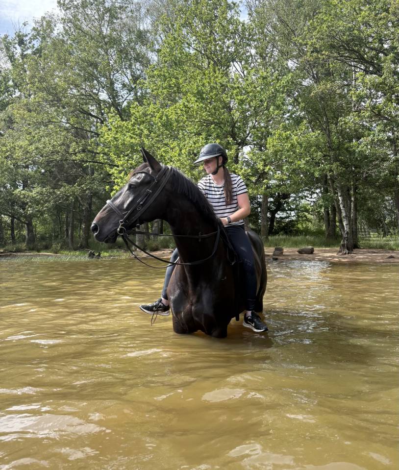 Mare sBs Belgian Warmblood For sale 2018 Black