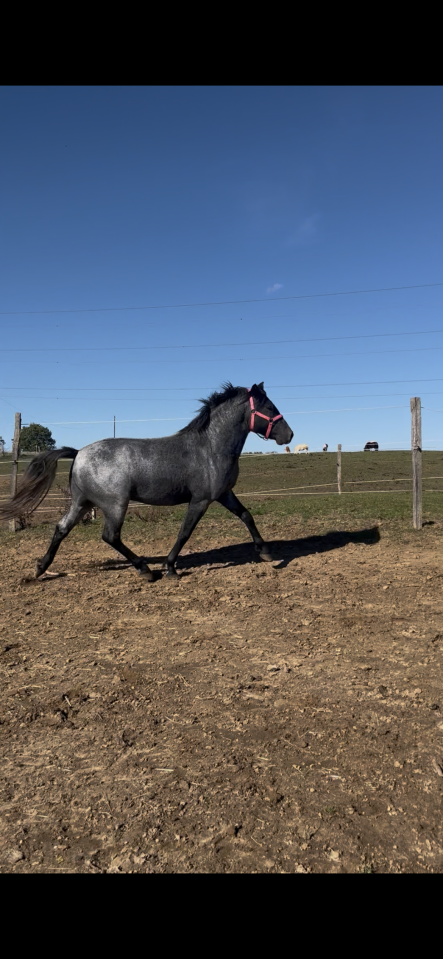 Stallion Connemara For sale 2024 Grey