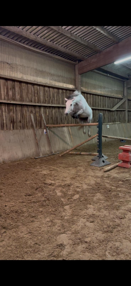 Mare French Saddle Pony For sale 2019 Grey