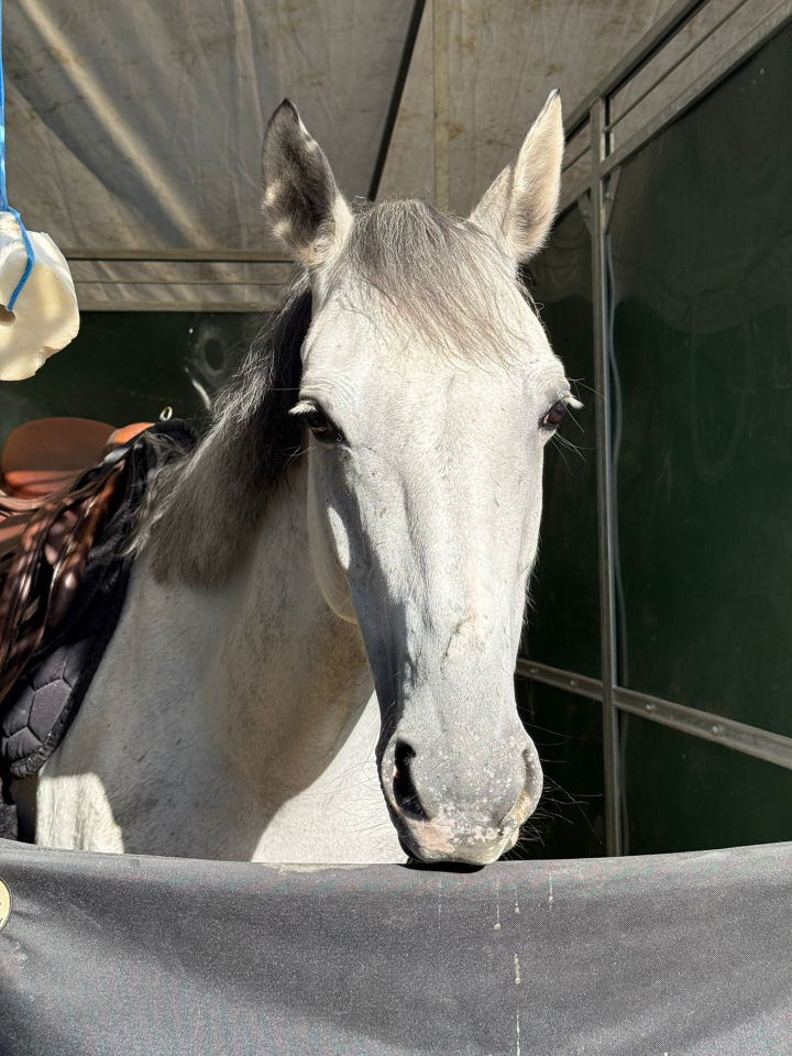Mare French Saddle Pony For sale 2019 Grey
