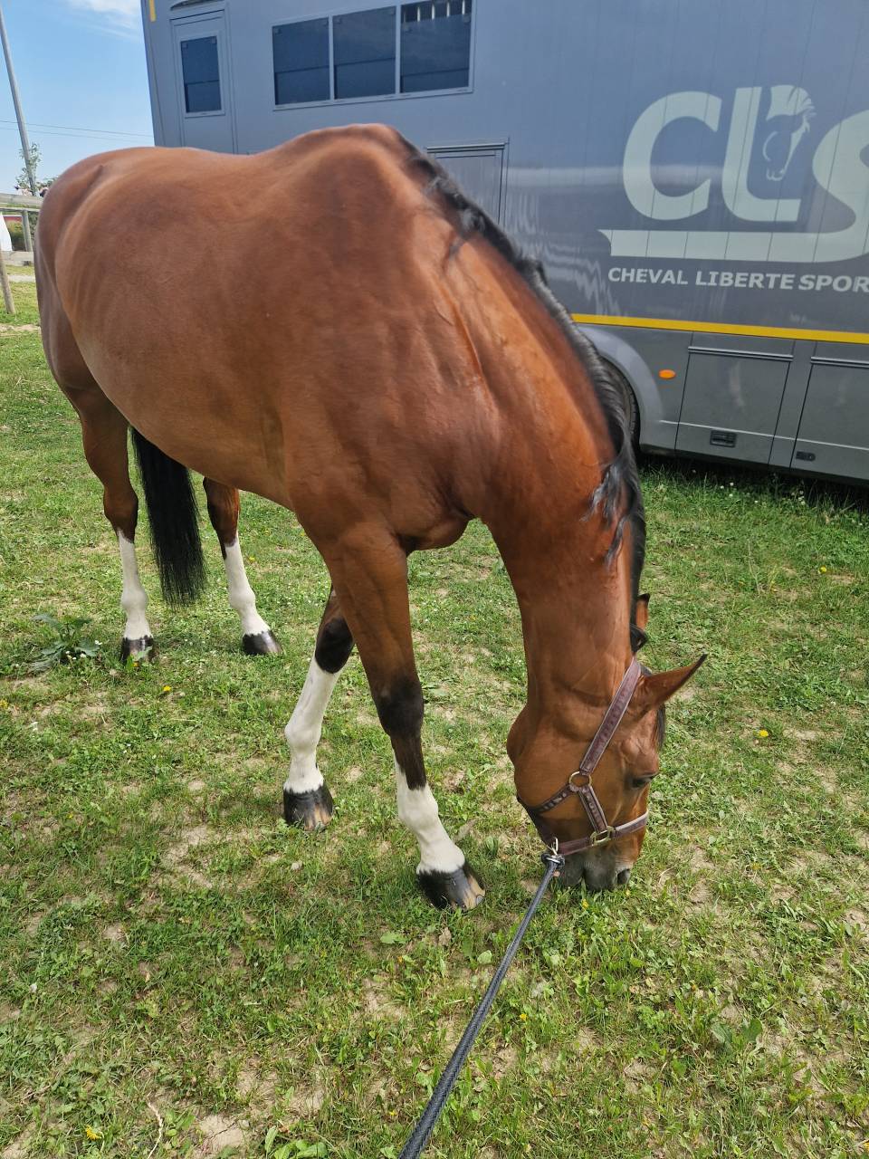 Gelding Selle Fran&ccedil;ais For sale 2016 Bay