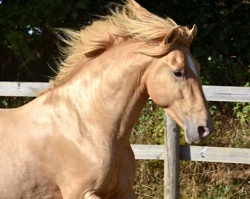 Stallion PRE Pure Spanish Bred For sale 2020 Pearl