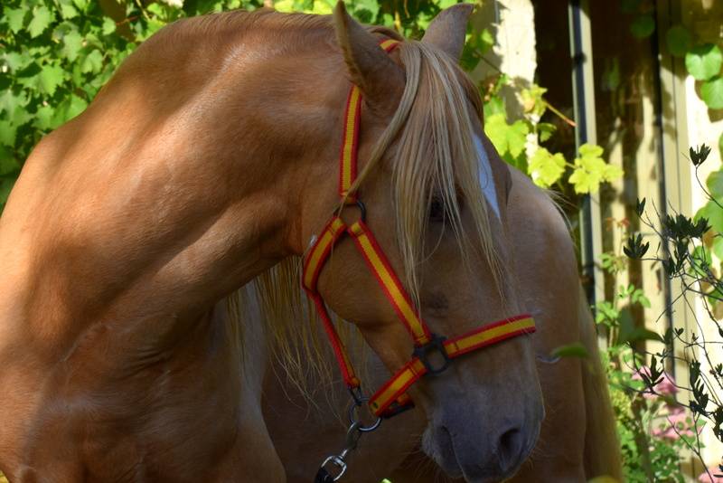 Stallion PRE Pure Spanish Bred For sale 2020 Pearl