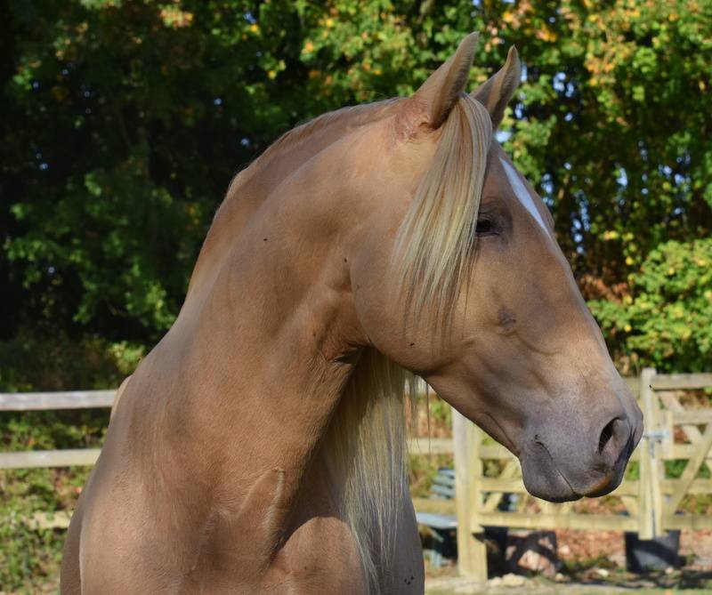 Stallion PRE Pure Spanish Bred For sale 2020 Pearl