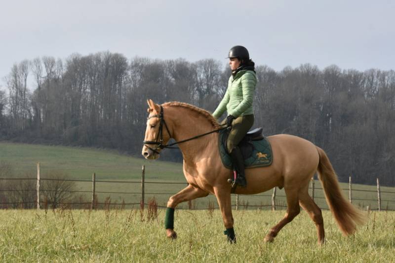 Stallion PRE Pure Spanish Bred For sale 2020 Pearl
