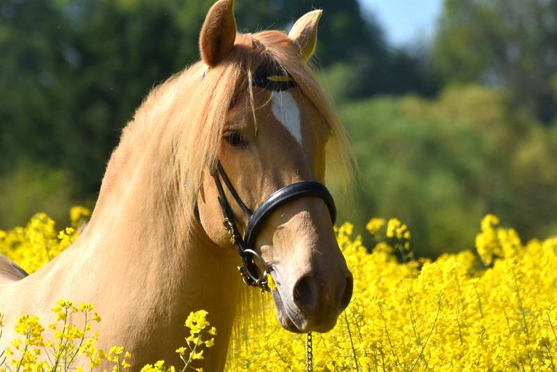 Stallion PRE Pure Spanish Bred For sale 2020 Pearl