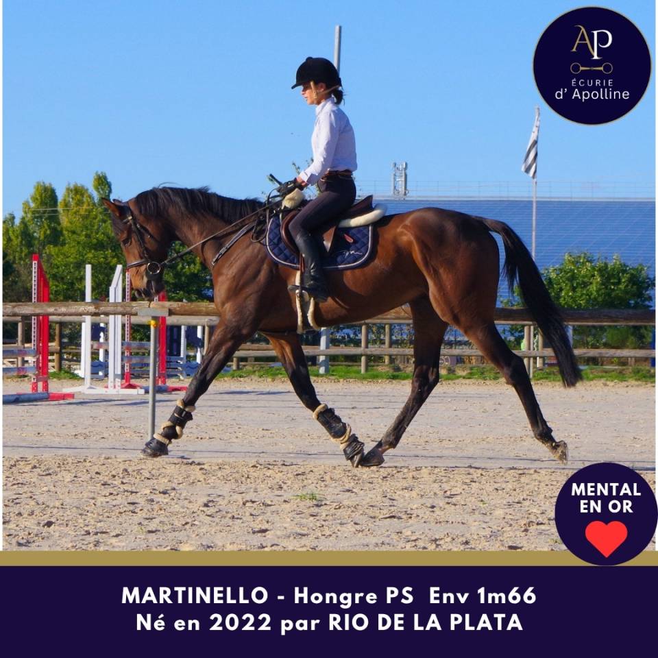 Gelding Thoroughbred For sale 2022 Bay