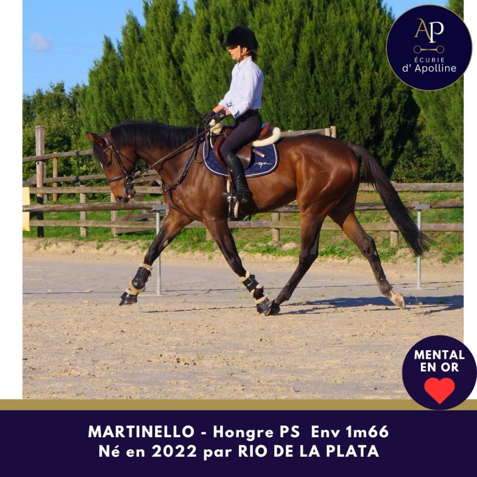 Gelding Thoroughbred For sale 2022 Bay