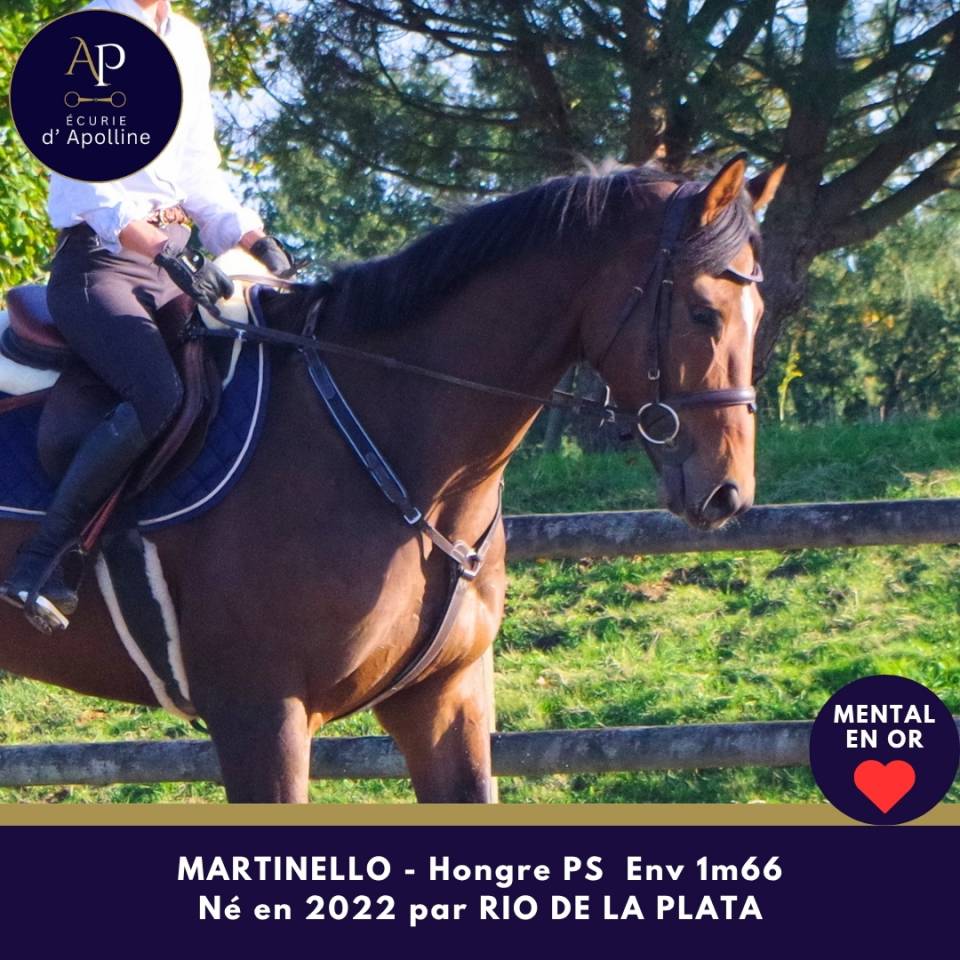 Gelding Thoroughbred For sale 2022 Bay