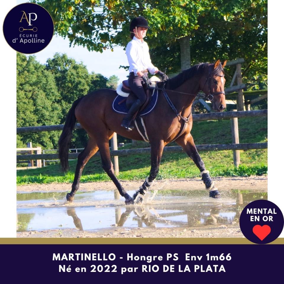 Gelding Thoroughbred For sale 2022 Bay