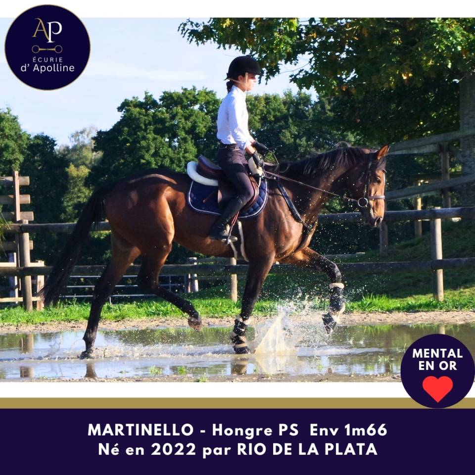 Gelding Thoroughbred For sale 2022 Bay