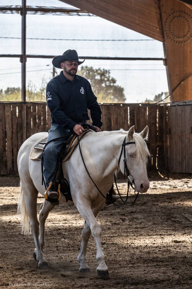 Gelding Quarter For sale 2021 Cremello