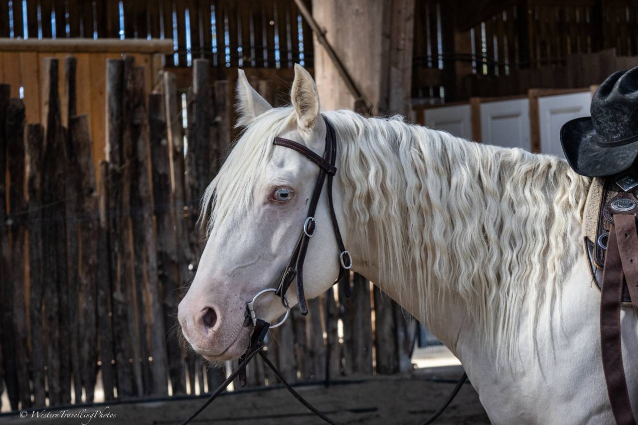 Gelding Quarter For sale 2021 Cremello