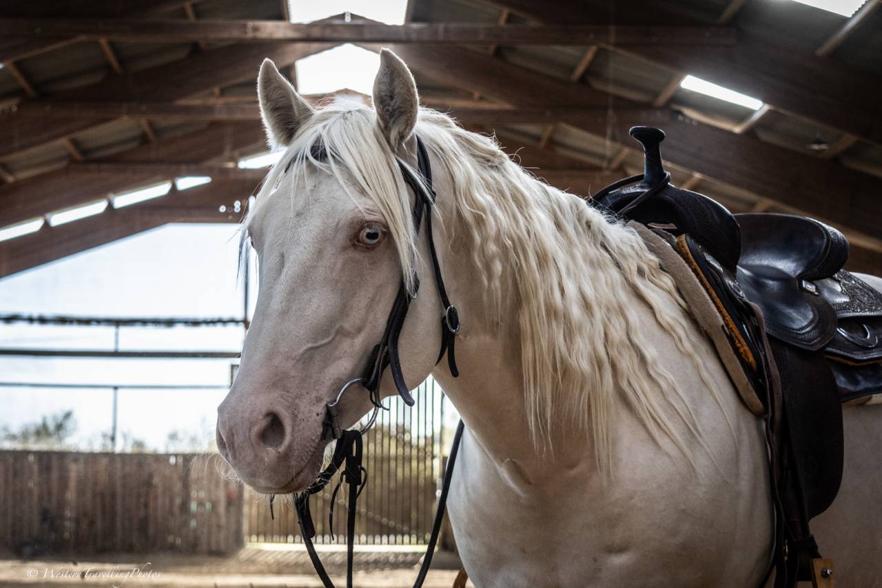 Gelding Quarter For sale 2021 Cremello