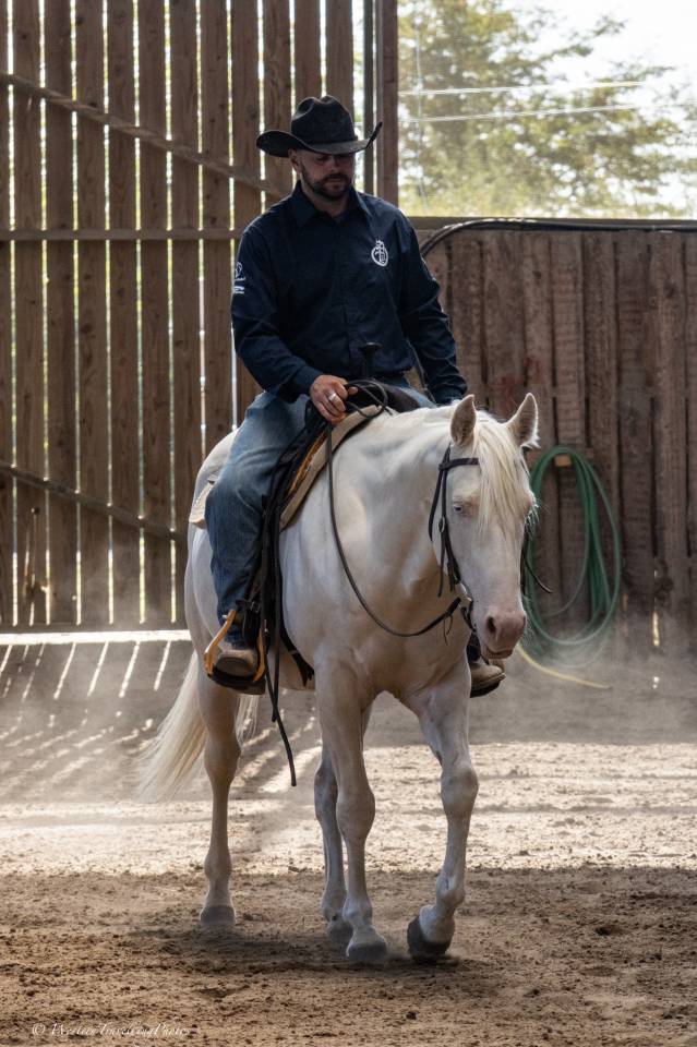 Gelding Quarter For sale 2021 Cremello