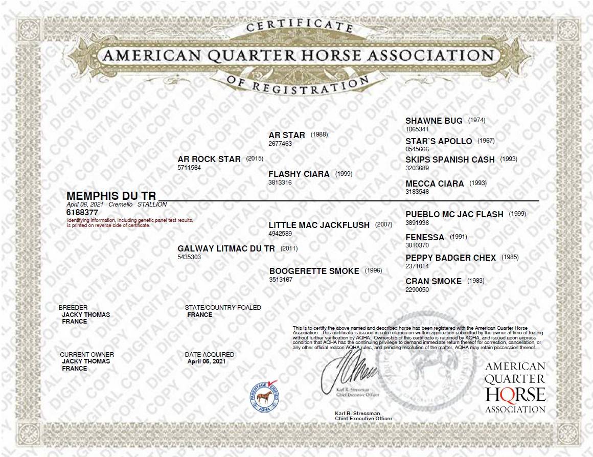 Gelding Quarter For sale 2021 Cremello