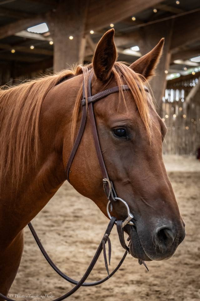 Mare Quarter For sale 2021 Chesnut