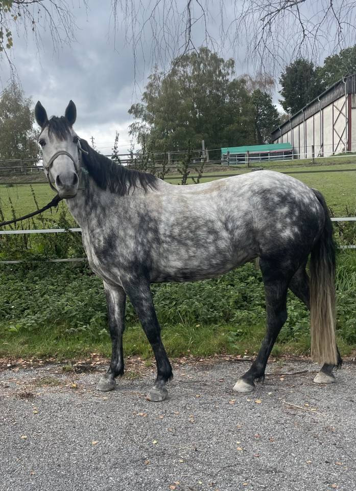 Mare New Forest For sale 2020 Grey