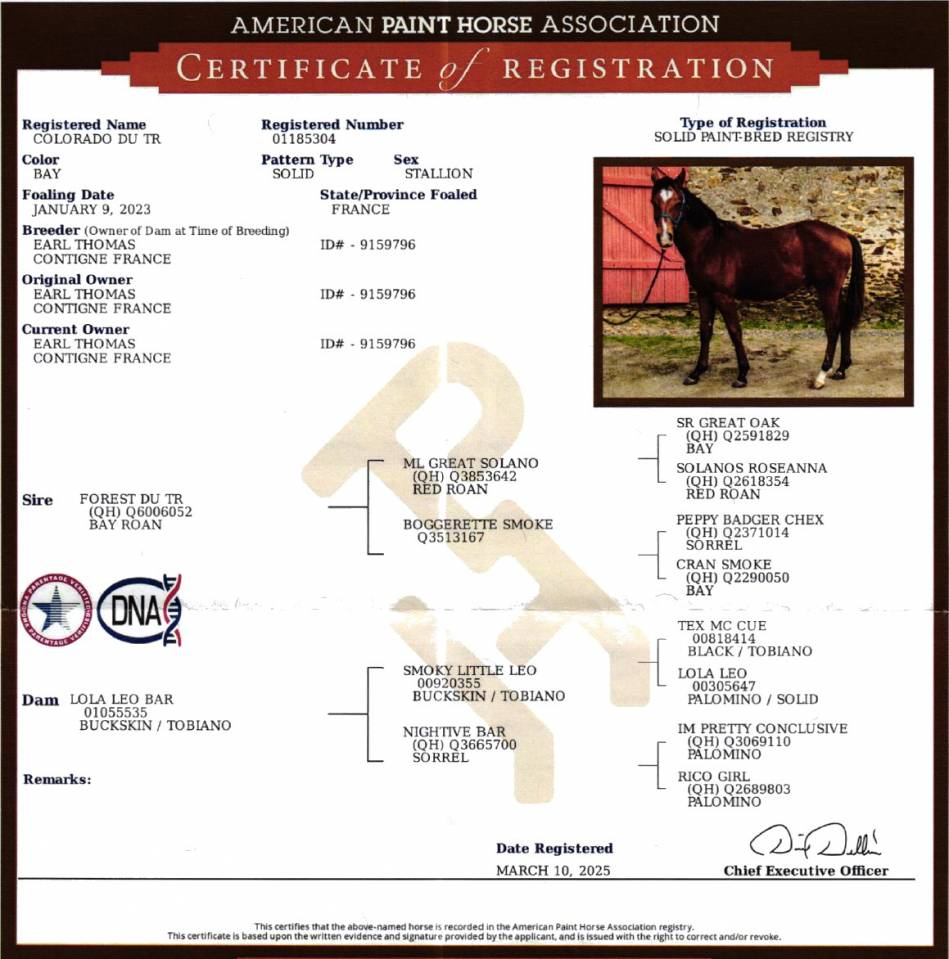 Gelding Paint For sale 2023 Bay
