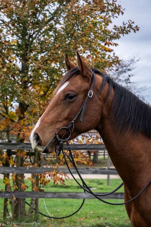 Gelding Paint For sale 2023 Bay