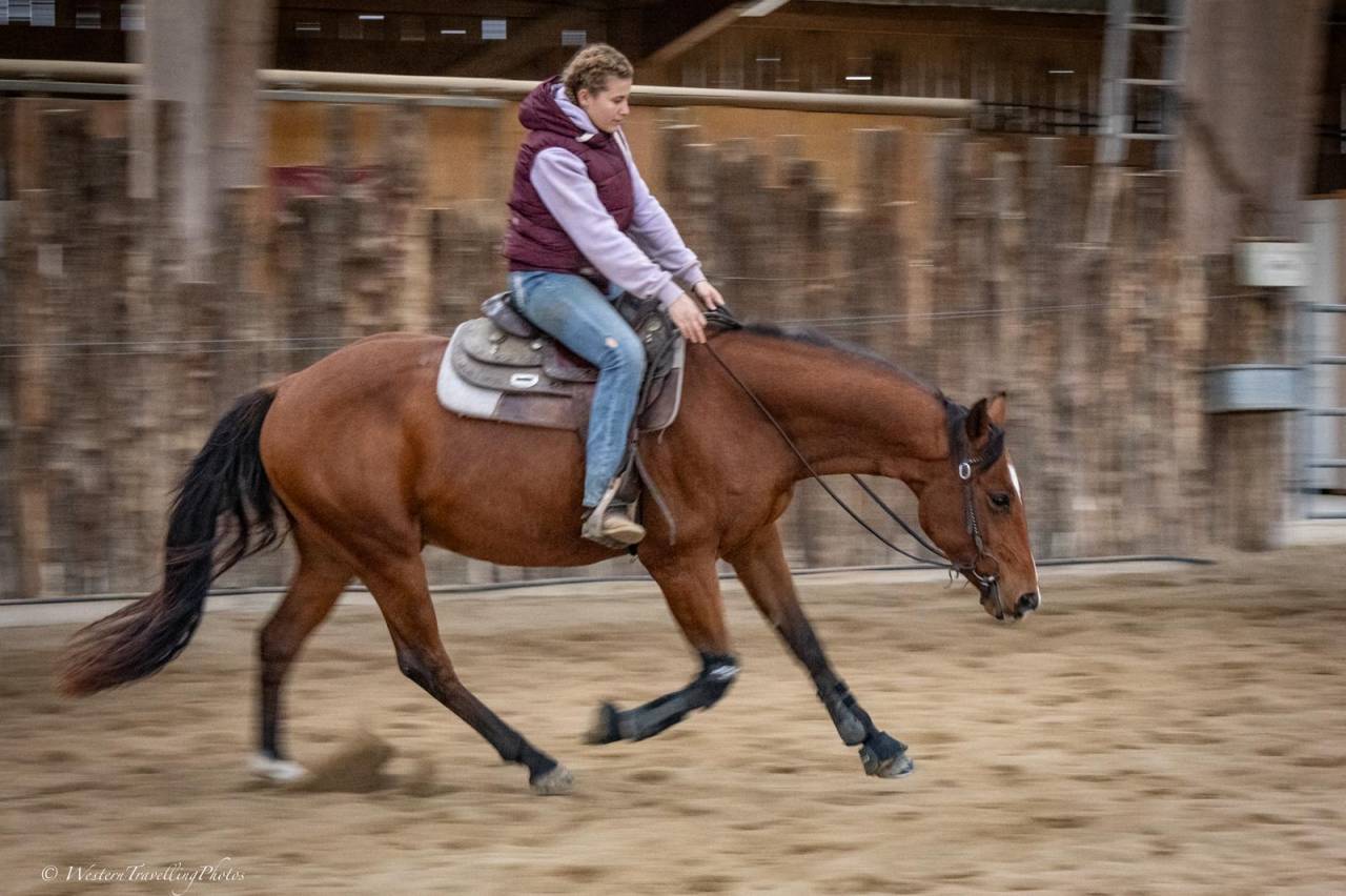 Gelding Paint For sale 2023 Bay