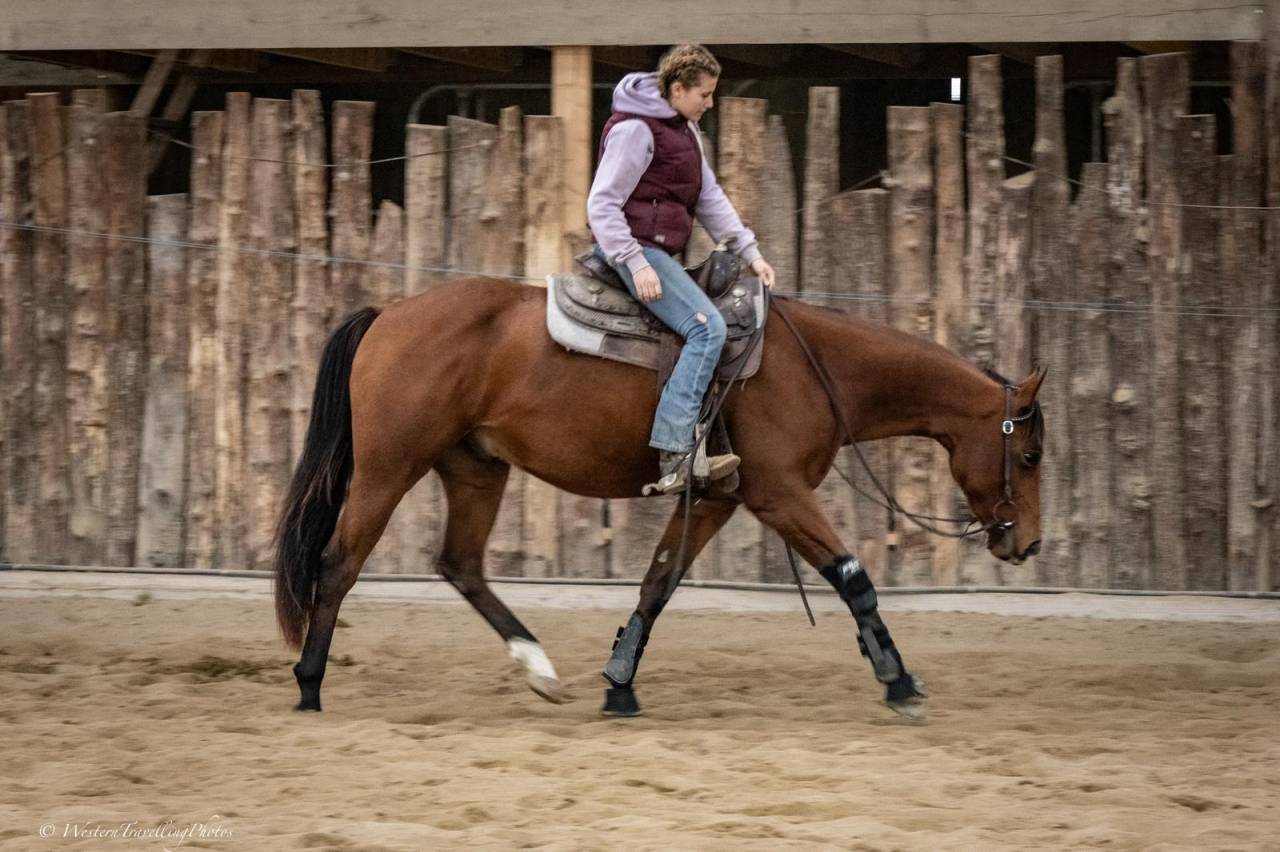 Gelding Paint For sale 2023 Bay