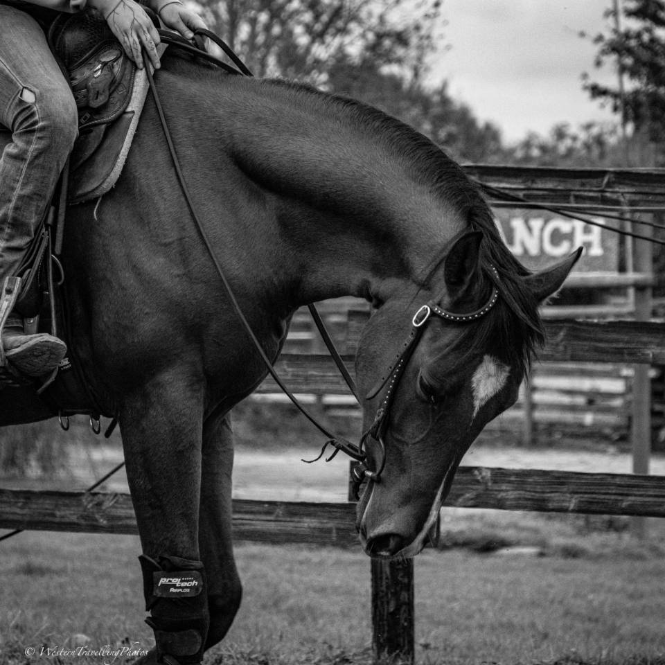 Gelding Paint For sale 2023 Bay