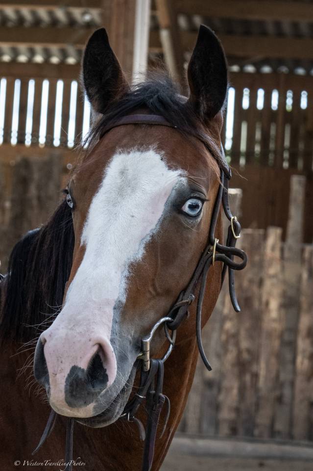 Gelding Quarter For sale 2024 Bay