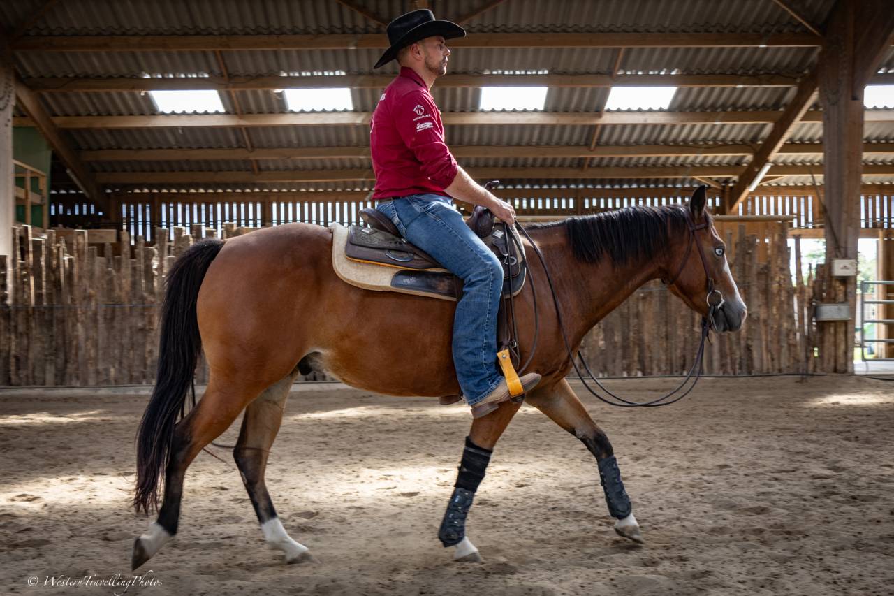 Gelding Quarter For sale 2024 Bay